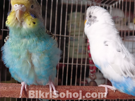 Budgie pair adult